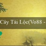 Cây Tài Lộc(Vo88 – Trang web cá cược trực tuyến phổ biến)