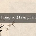 Trăng sói(Trang cá cược trực tuyến hàng đầu – Vo88VN)